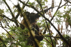 Propithecus edwardsi