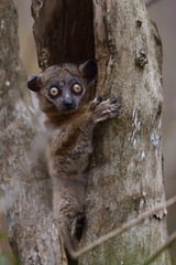 Lepilemur hubbardorum