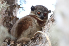 Lepilemur petteri