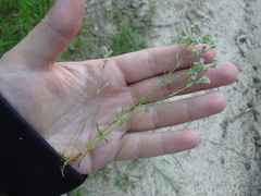 Scleranthus perennis