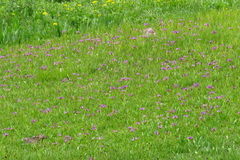 Primula auriculata