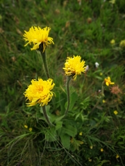 Hypochaeris uniflora