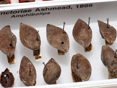 Amphibolips tinctoriae