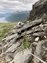 Erigeron borealis
