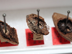 Amphibolips tinctoriae