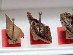 Amphibolips tinctoriae