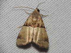 Cobubatha dividua