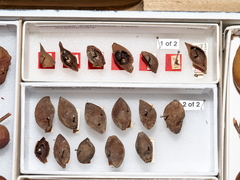 Amphibolips tinctoriae