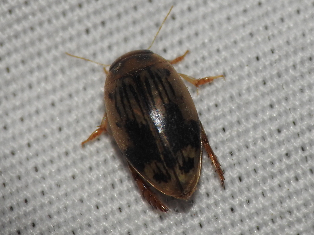Laccophilus quadrilineatus quadrilineatus