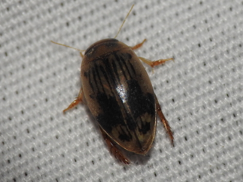 Laccophilus quadrilineatus quadrilineatus