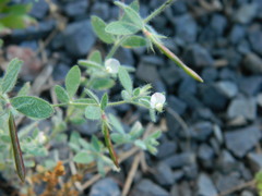 Acmispon americanus