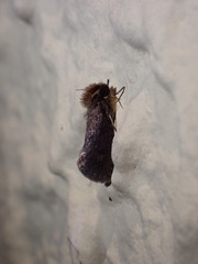 Acrolophus propinqua