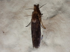 Acrolophus propinqua