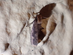 Acrolophus propinqua