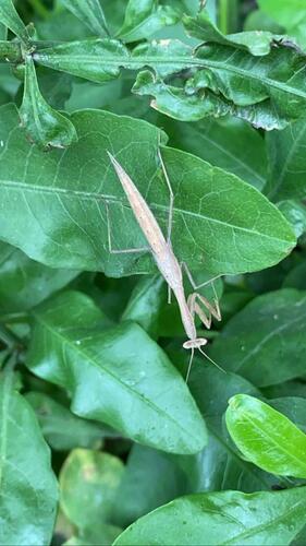 Egyptian Praying Mantis