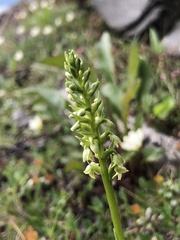 Pseudorchis straminea