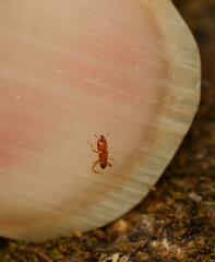 Otitesella