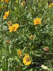 Coreopsis pubescens