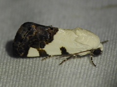 Tarache tetragona