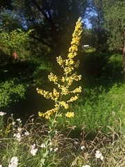 Verbascum lychnitis