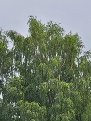 Betula