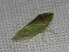 Xerophloea viridis