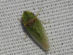 Xerophloea viridis