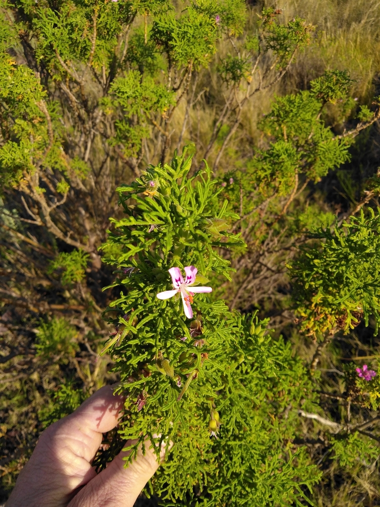 Rasp-leaf pelargonium from Kouga, South Africa on July 2, 2022 at 04:05 ...