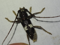 Enaphalodes taeniatus