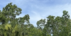 Magnolia virginiana
