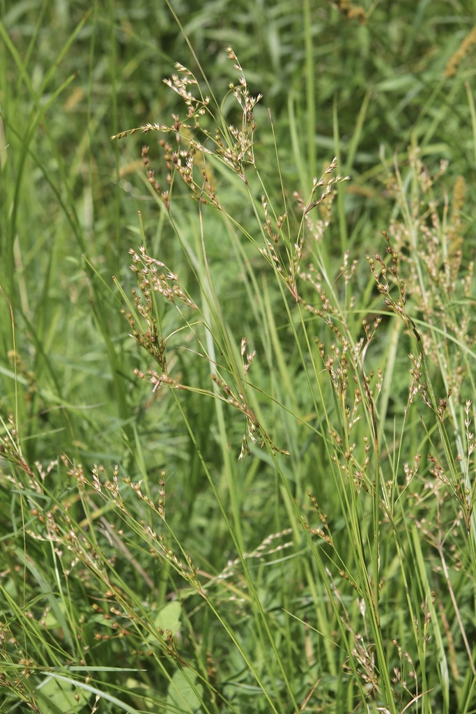 greater poverty rush (Freshwater Aquatic Plants and Algae of ...