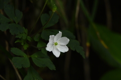 Eriocapitella vitifolia