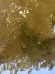 Pacifastacus leniusculus