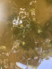 Pacifastacus leniusculus