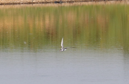 Common Tern