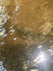 Pacifastacus leniusculus