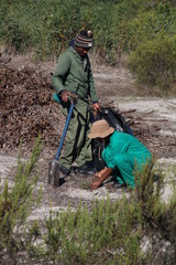 Serruria furcellata