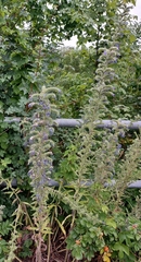 Echium vulgare