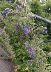 Echium vulgare