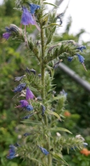 Echium vulgare