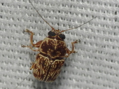 Pachybrachis turbidus