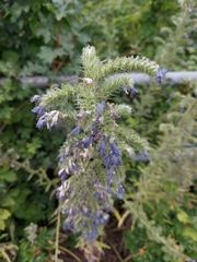 Echium vulgare