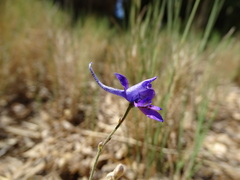 Delphinium gracile