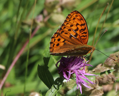 Argynnis adippe