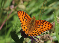 Argynnis adippe
