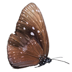 Euploea phaenareta