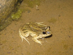 Leptodactylus petersii