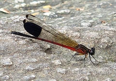 Euphaea dispar
