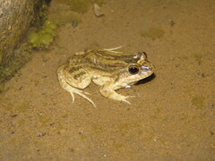 Leptodactylus petersii
