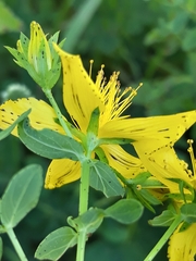 Hypericum maculatum obtusiusculum